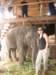 elephant001_small.jpg