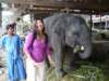 elephant005_small.jpg