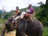 elephant006_small.jpg
